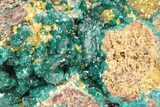 Sparkling Dioptase Crystals with Mimetite - N'tola Mine, Congo #209690-2